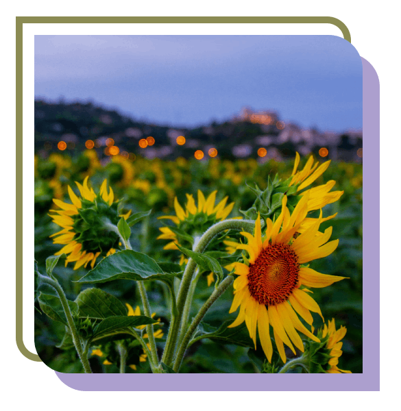 champs de tournesols